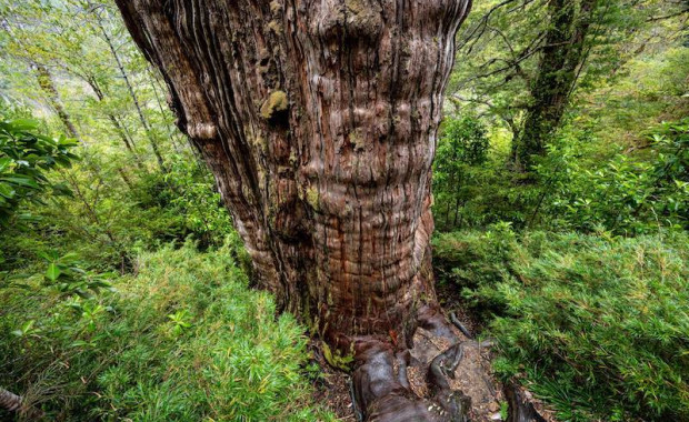 What Is The Oldest And Tallest Tree In The World